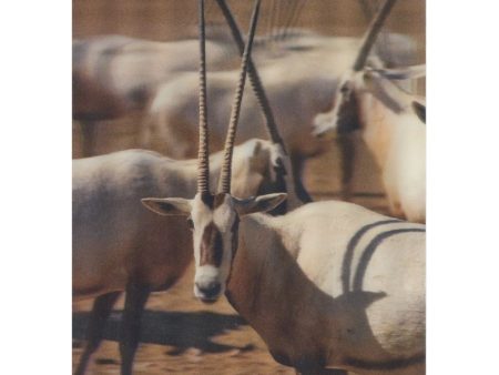 Arabian oryx - 3D Lenticular Postcard Greeting Card Hot on Sale