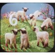 1.2.3 Wij Tellen op de Boerderij - View-Master 3 Reel Packet - 1962 - vintage - B412N-BS6 Fashion