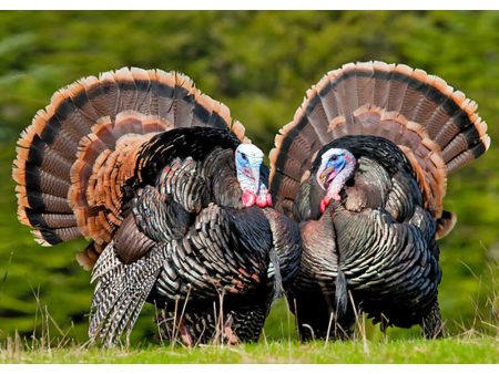 Wild Turkey - 3D Lenticular Postcard Greeting Card on Sale