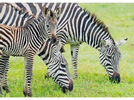 Zebras and foal - 3D Lenticular Postcard Greeting Card Discount