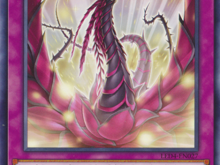 Blooming of the Darkest Rose [LED4-EN027] Rare For Sale